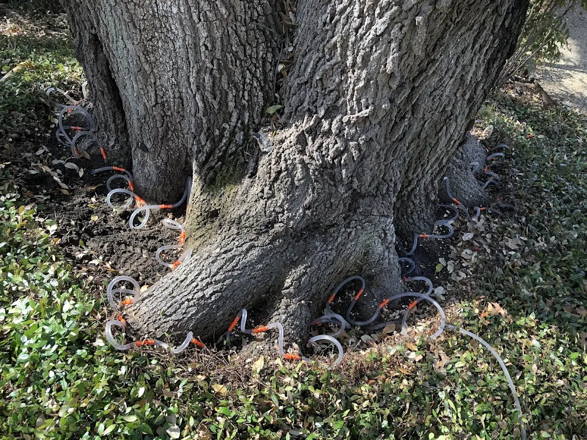 Detailed Tree Cabling and Bracing job site in Sapelo Island