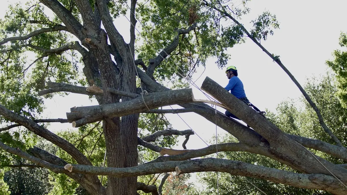 Professional Crown Thinning performed by certified arborists in Sapelo Island