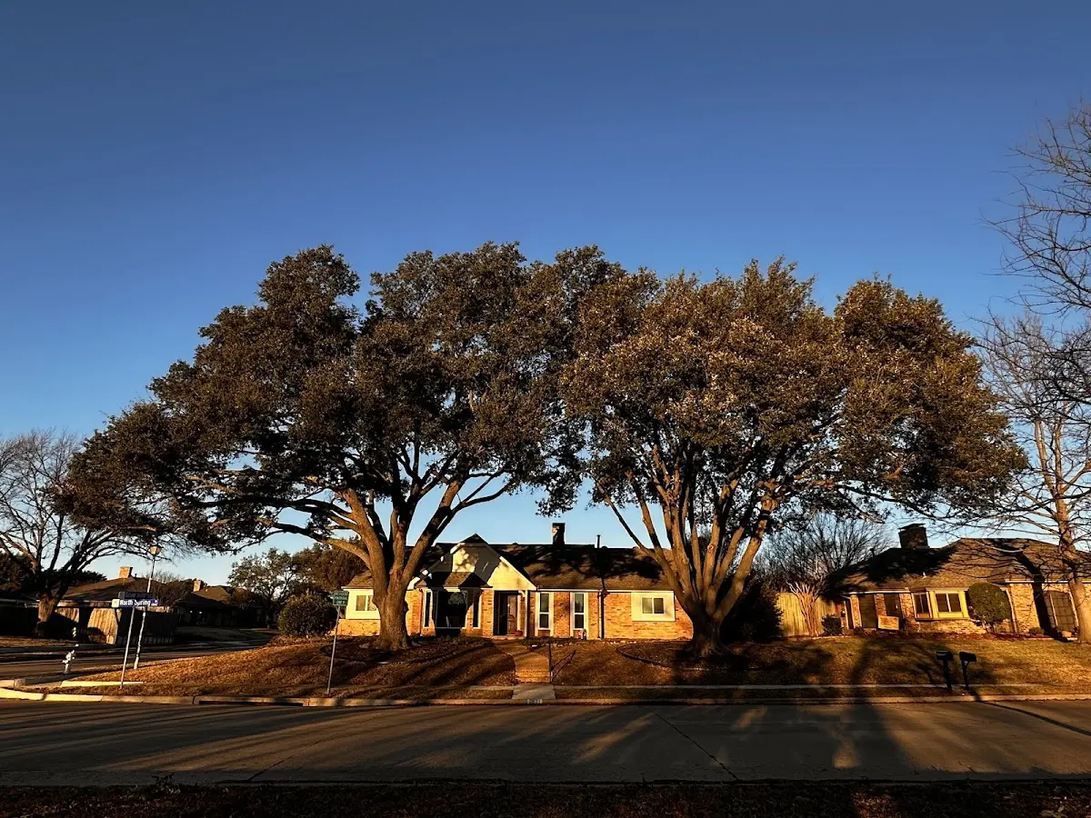 Established residential canopy tree shading a home in Sapelo Island