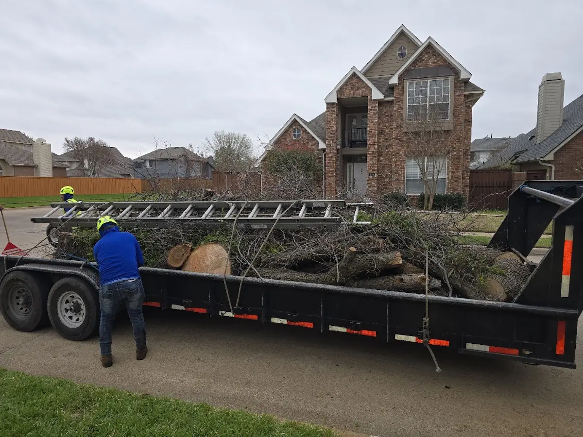 Expert Tree Removal with proper safety equipment in Sapelo Island